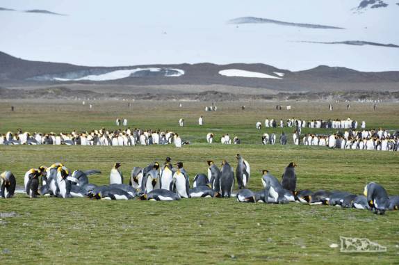 Salisbury Plain, na Geórgia do Sul, a 2a maior colônia de pinguins rei do mundo!